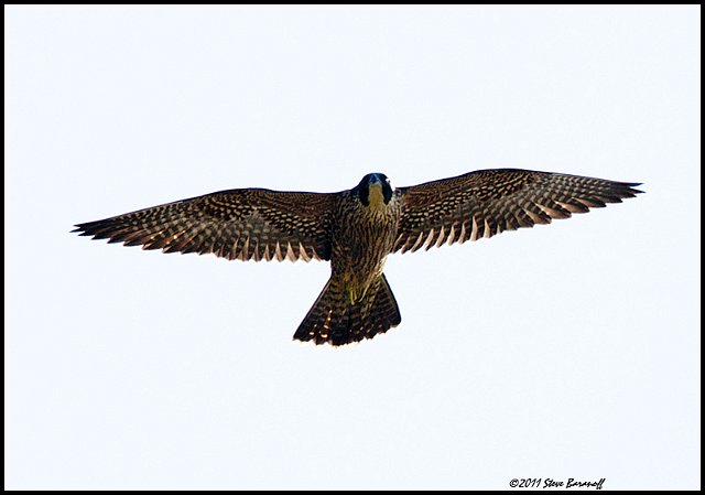 _1SB5963 peregrine falcon.jpg